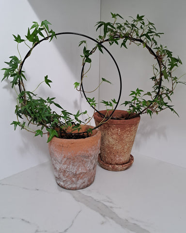 Potted Ivy - hoop topiary